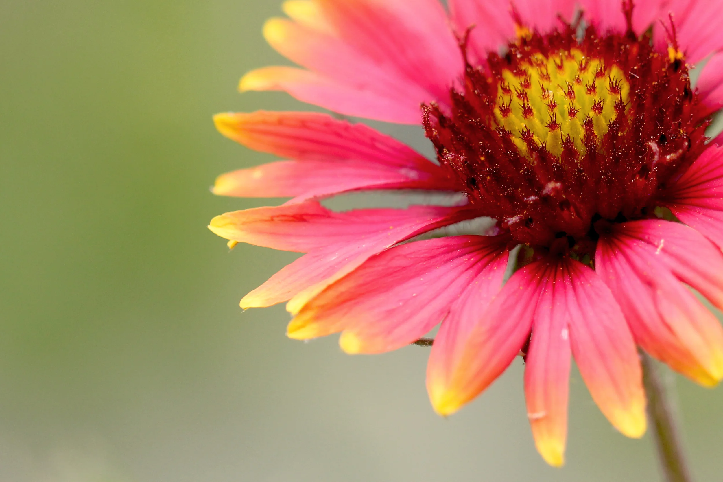 L H Seeds Pacific Northwest Native Seed